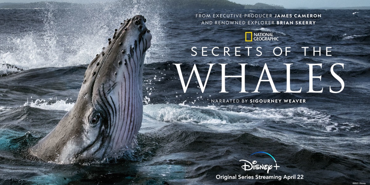 I Segreti delle Balene: Disponibile il trailer della serie prodotta da James Cameron